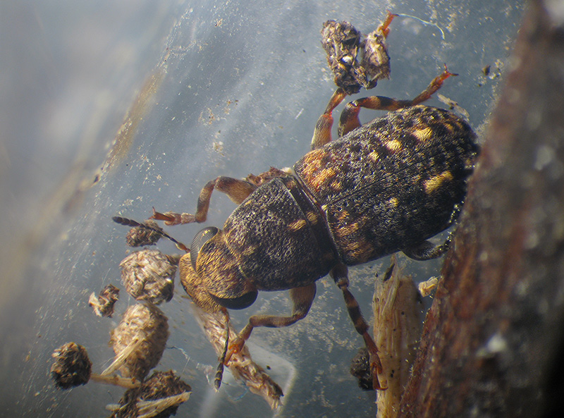 Anthribidae